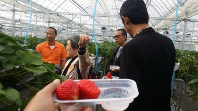 Kunjungan delegasi DIY ke kebun strawberry Yamanashi Fuji Fruit Park